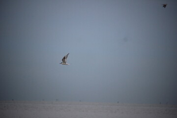 storks playing on the beach with blurred background