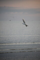 storks playing on the beach with blurred background