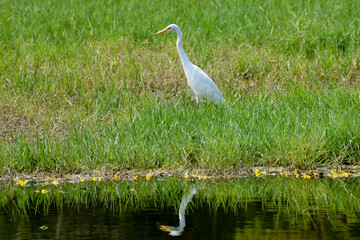 great white heron
