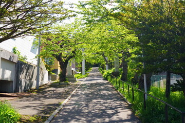 新緑のトンネルになっている函館の上り坂道