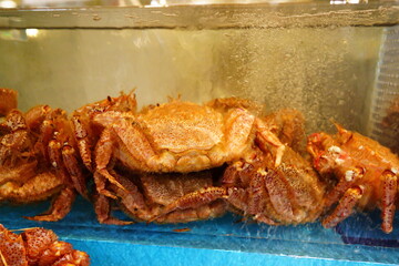 北海道函館の朝市場の水槽に入ってた毛ガニ