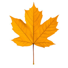 Obraz premium A vibrant yellow maple leaf isolated on a white background, showcasing its distinct shape and texture, perfect for autumn-themed designs.