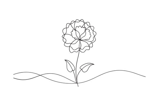 Carnation Continuous line art flat vector illustration.