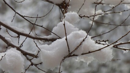 snow covered branches