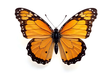 Fototapeta premium Beautiful multicolored butterfly on a white background