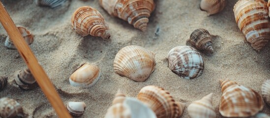 Close up of assorted marine and conch shells scattered on sandy beach surface natural texture and ocean elements