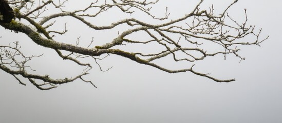 Fototapeta premium Bare tree branch silhouetted against a gray misty background highlighting natural textures and minimalistic composition.