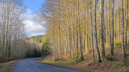Scenic rural road surrounded by tall trees in autumn hues with a clear blue sky reflecting tranquility and nature's beauty