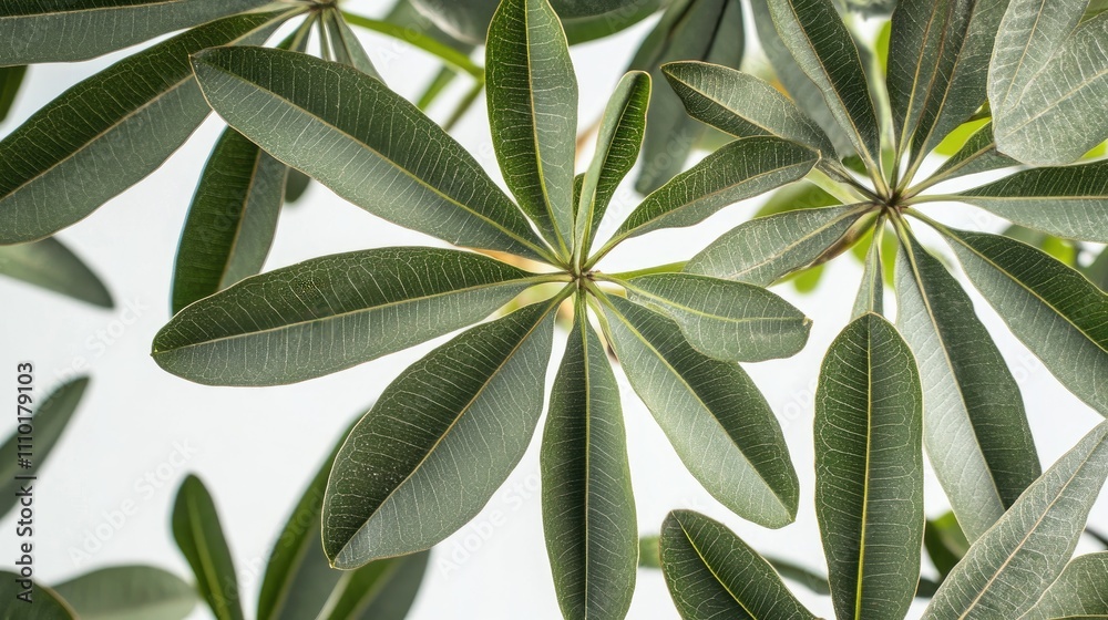 Poster cassava leaves elegantly displayed against a bright white background showcasing their unique texture