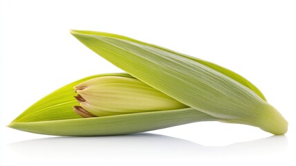 Green plant sprout emerging from seed symbolizing growth and renewal isolated on white background for nature and gardening concepts