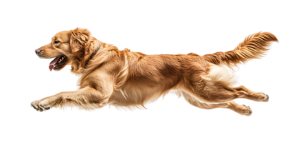 A golden retriever running joyfully.