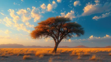 Selbstklebende Fototapeten Kalahari landscape featuring a solitary Acacia leuderitzii tree against a dramatic sky and golden grasses at sunset © Giovanni