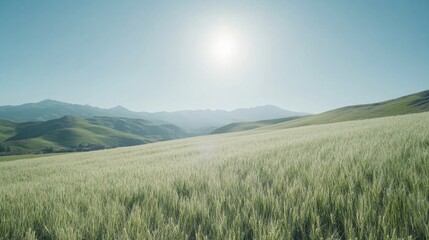 Fototapeta premium Lush green wheat field on rolling hills with clear blue sky and bright sun illuminating the landscape