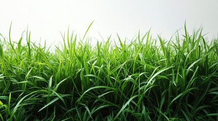 Close up of vibrant green grass blades isolated against a white background for nature and gardening themes