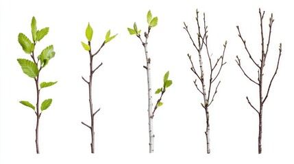 Obraz premium Set of birch branches with young green leaves and catkin buds isolated on white background ideal for seasonal designs and invitations