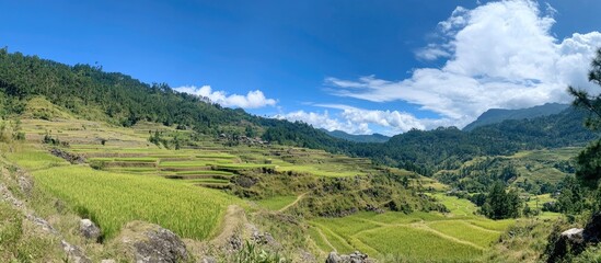Lush green rice terraces and cornfields on a mountainside under a bright blue sky showcasing agricultural landscapes and natural beauty.
