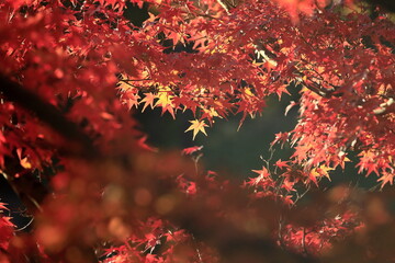 日本の秋の紅葉