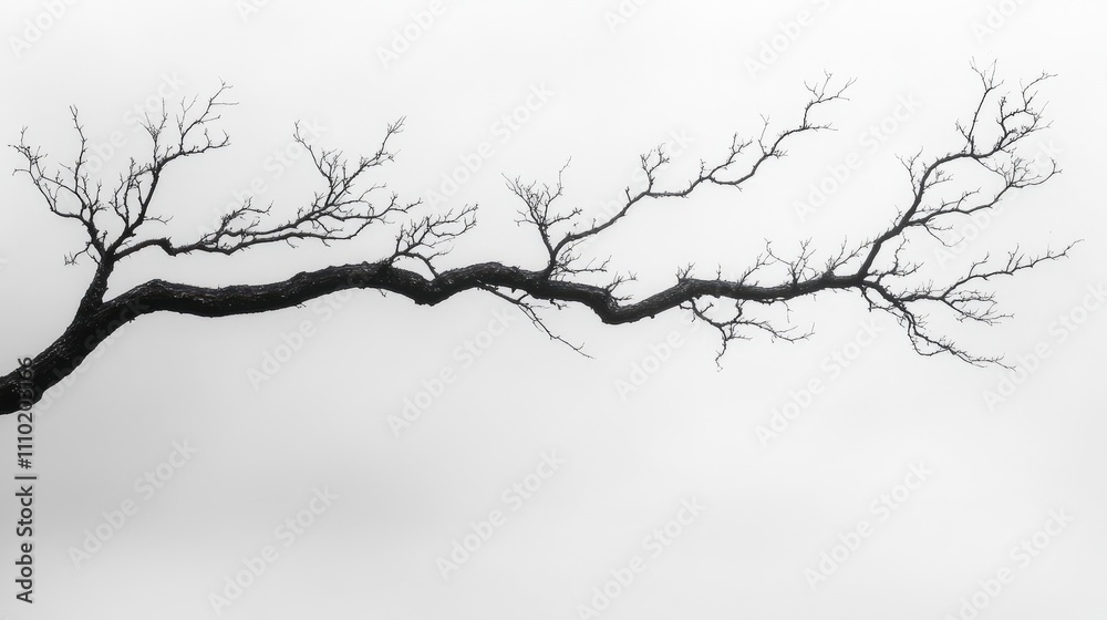 Fototapete silhouette of a barren tree branch with intricate twigs outlined against a minimalistic white backgr