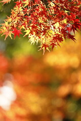 日本の秋の紅葉