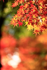 日本の秋の紅葉