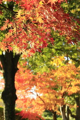 日本の秋の紅葉