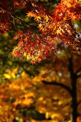 日本の秋の紅葉
