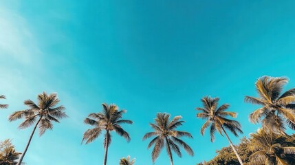 A travel image showing blue sky with palm trees