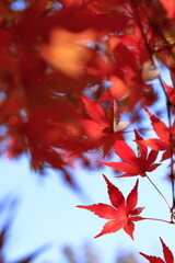 日本の秋の紅葉