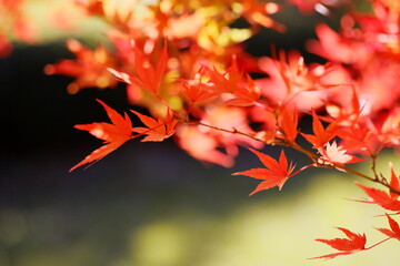 日本の秋の紅葉