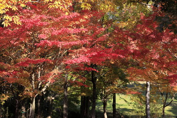 日本の秋の紅葉