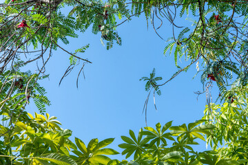 Lush Green Canopy Frame Tropical Leaves Bright Blue Sky Summer Nature Background