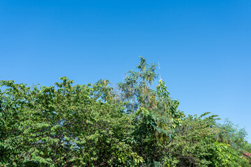Lush Green Tropical Foliage Against a Vivid Blue Sky