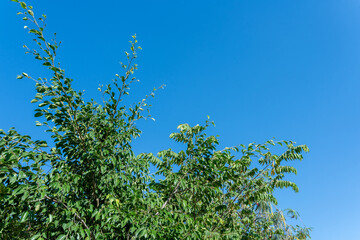 Lush Green Tree Branches Against Vivid Blue Sky Nature Summer Foliage Botany