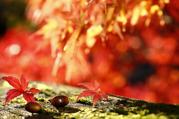 日本の秋の紅葉