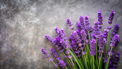 Aromatic Lavender Blooms on a Textured Gray Surface