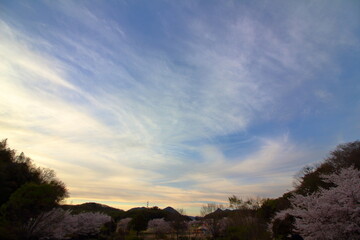 桜の季節の夕方の空