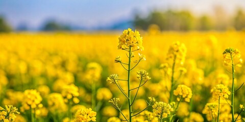 Obraz premium Blurred Background of Mustard Flowers and Siderate Plants in Agricultural Field with High Depth of Field, Capturing the Beauty of Nature and Farming Practices
