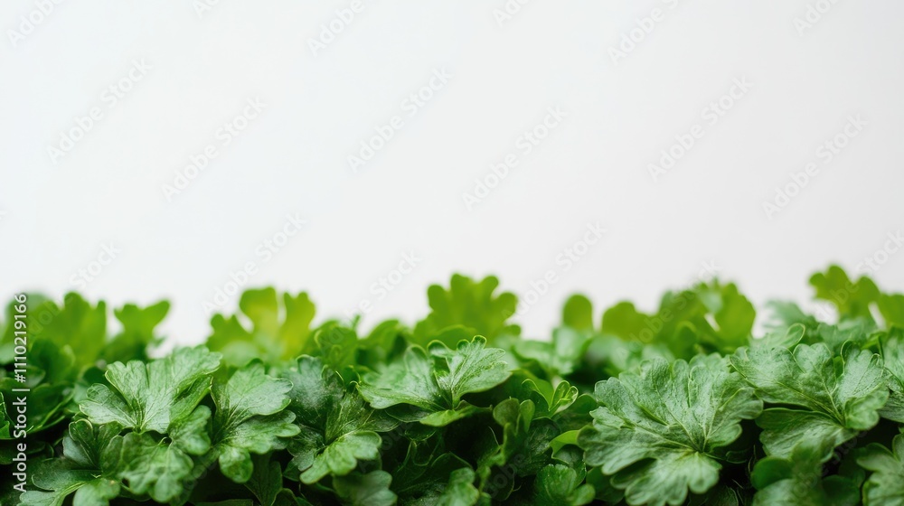 Poster lush green plant foliage isolated on white background creating a fresh and vibrant nature-themed des
