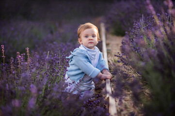 Adorable baby boy child in lavender field summer time.