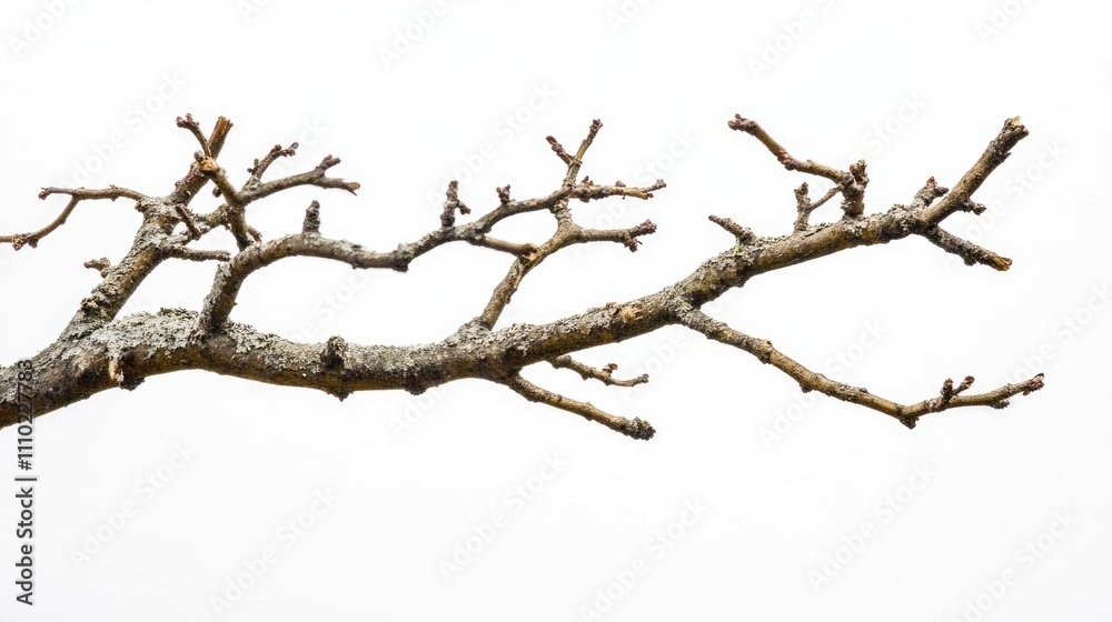 Poster Dried and weathered tree branch isolated on a white background showcasing natural textures and shapes for artistic and design uses