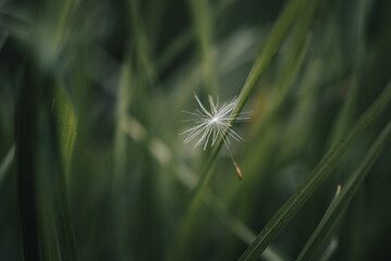 Schwebender L&ouml;wenzahnsamen &ndash; Symbol f&uuml;r Freiheit und Leichtigkeit
