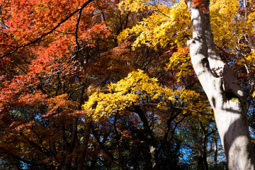 2024.11富山市の呉羽山明るい紅葉