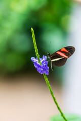 Close up of a beautiful butterfly