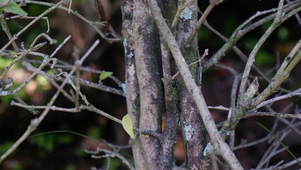 Several big and small branches of a tree with dark background