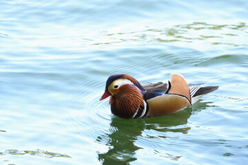 物憂げなオシドリ