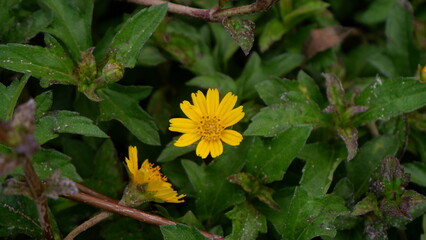 A cute yellow blooming flower with its green leaves