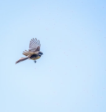 A fantail bird flying with wings wide open and aerial feeding on small insects in the air.