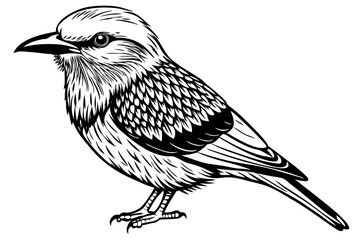  Lilac-breasted  roller (Coratias caudata) vector art illustration