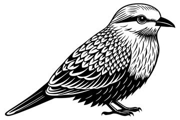  Lilac-breasted  roller (Coratias caudata) vector art illustration