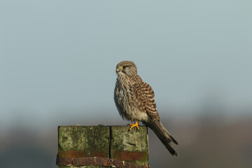 A hunting Kestrel, Falco tinnunculus, perching on a fence post in a meadow.